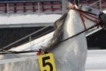 12 Марта 2017 года на Ипподроме «Акбузат» состоится 8 день испытания лошадей рысистых пород. 
